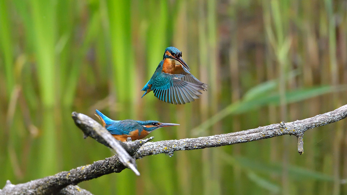 Bartgeier, Gypaète Barbu, Quebrantahuesos, Lämmergeier, Lammergeier, 