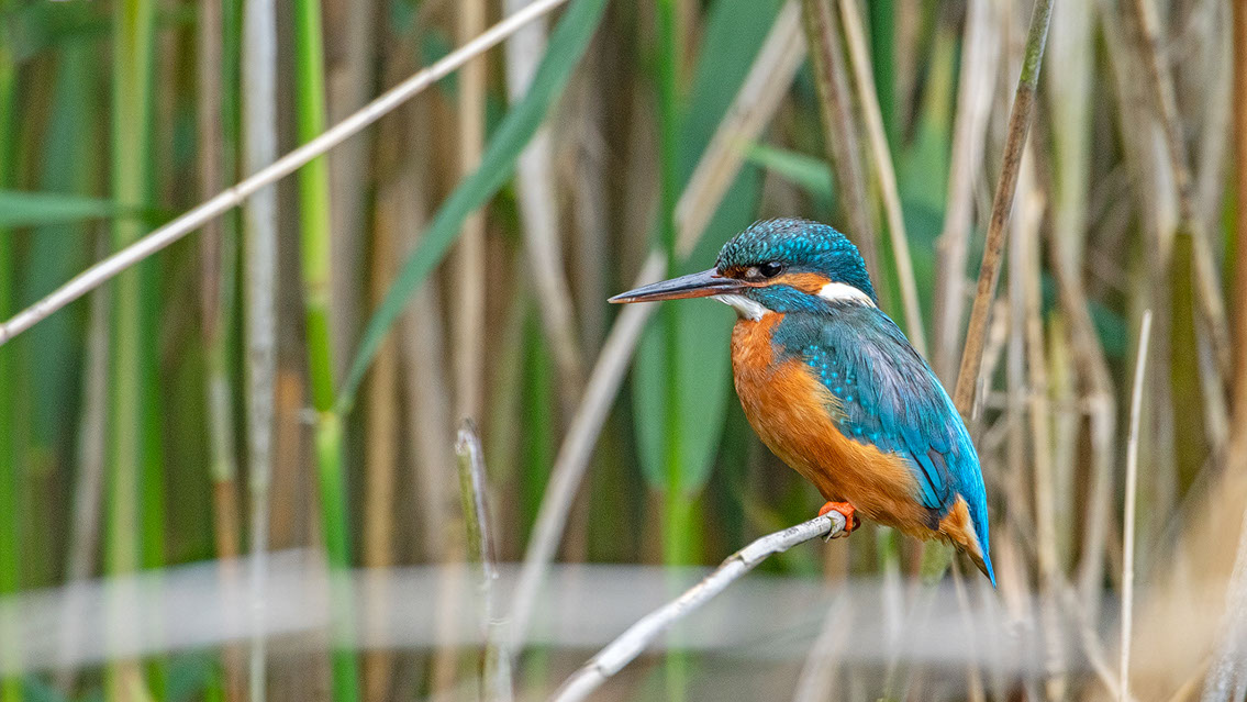 Bartgeier, Gypaète Barbu, Quebrantahuesos, Lämmergeier, Lammergeier, 