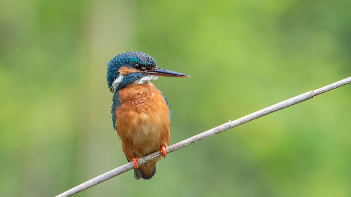 Bartgeier, Gypaète Barbu, Quebrantahuesos, Lämmergeier, Lammergeier, 