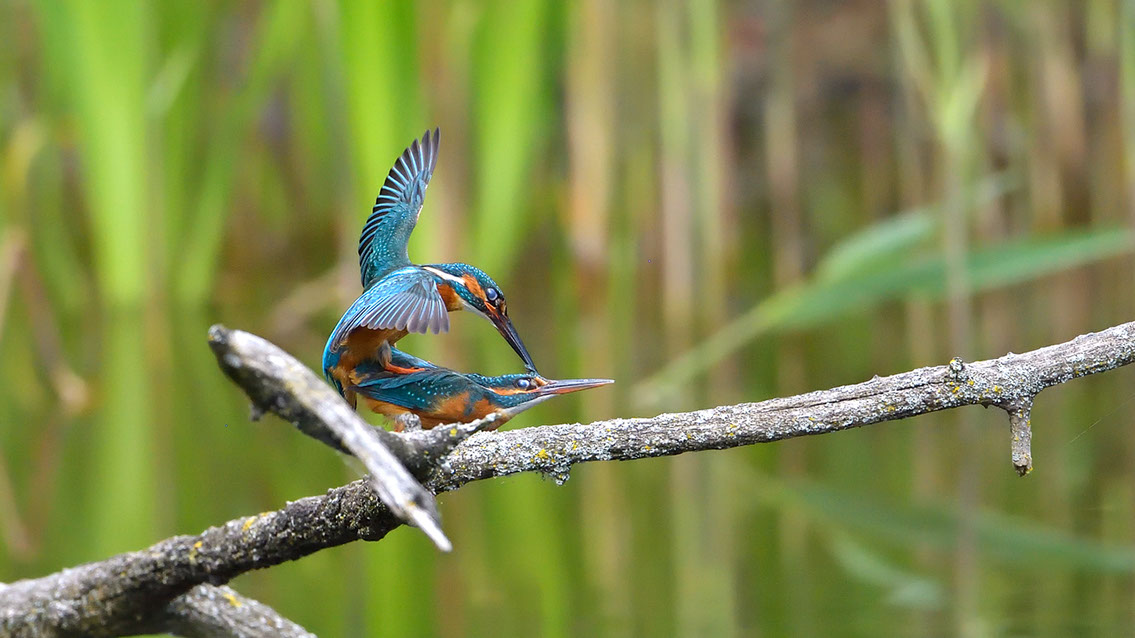 Bartgeier, Gypaète Barbu, Quebrantahuesos, Lämmergeier, Lammergeier, 