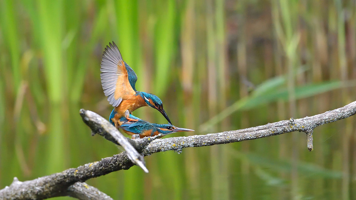 Bartgeier, Gypaète Barbu, Quebrantahuesos, Lämmergeier, Lammergeier, 