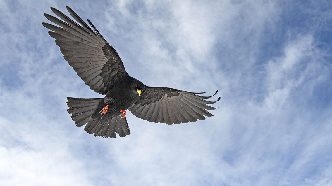 Bartgeier, Gypaète Barbu, Quebrantahuesos, Lämmergeier, Lammergeier, 