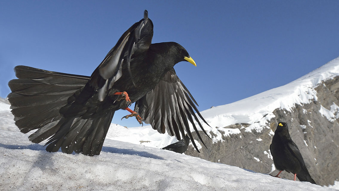 Bartgeier, Gypaète Barbu, Quebrantahuesos, Lämmergeier, Lammergeier, 