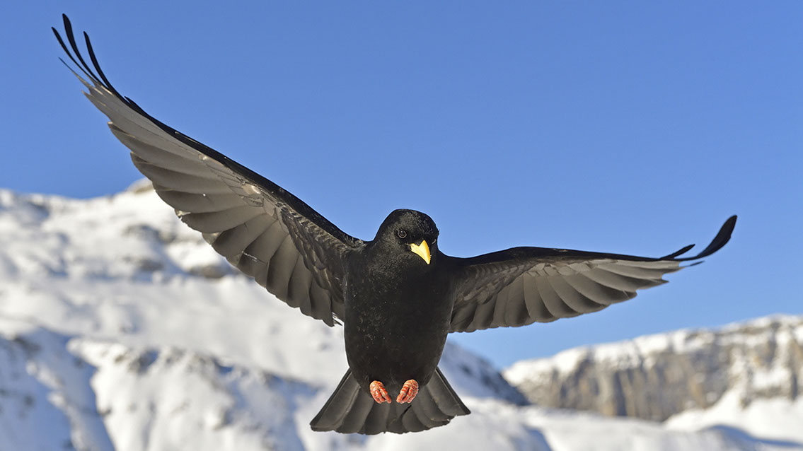 Bartgeier, Gypaète Barbu, Quebrantahuesos, Lämmergeier, Lammergeier, 