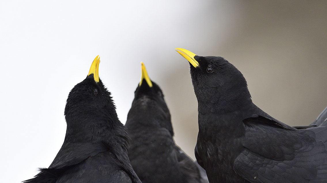 Bartgeier, Gypaète Barbu, Quebrantahuesos, Lämmergeier, Lammergeier, 
