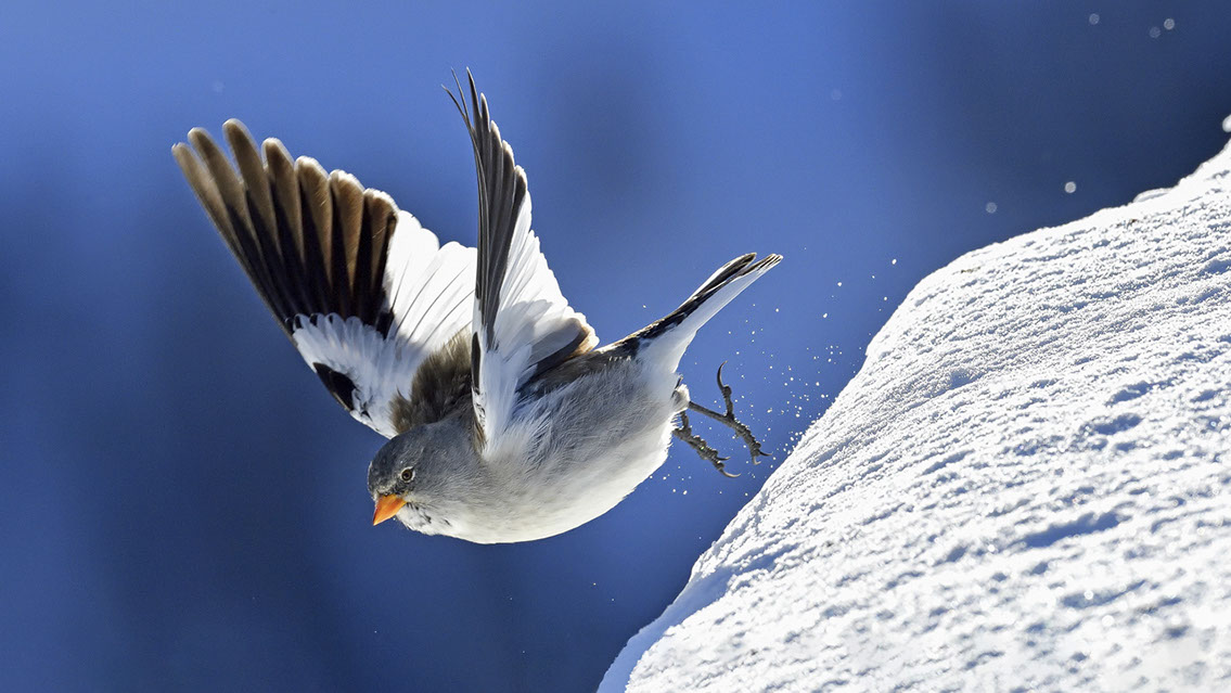 Bartgeier, Gypaète Barbu, Quebrantahuesos, Lämmergeier, Lammergeier, 