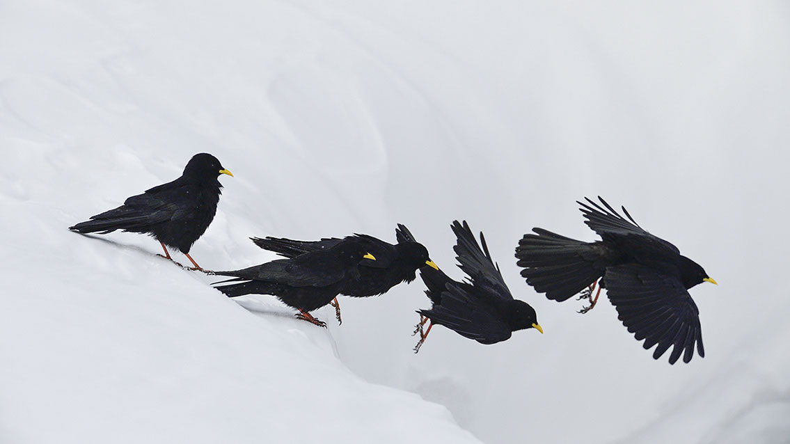 Bartgeier, Gypaète Barbu, Quebrantahuesos, Lämmergeier, Lammergeier, 