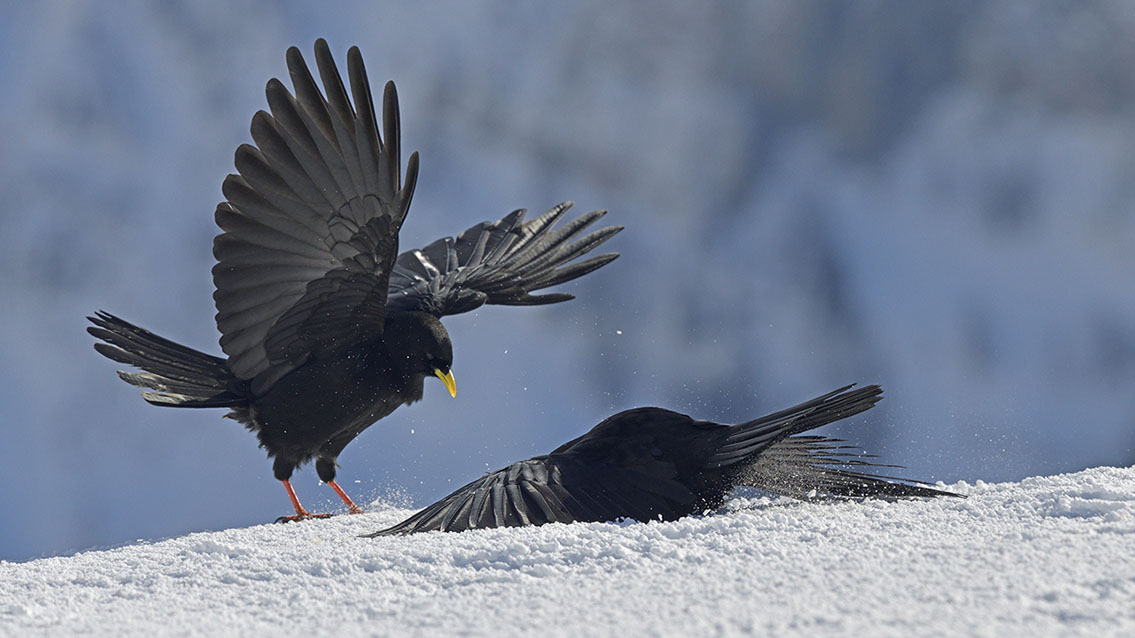 Bartgeier, Gypaète Barbu, Quebrantahuesos, Lämmergeier, Lammergeier, 