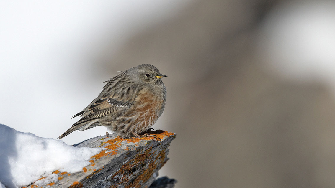 Bartgeier, Gypaète Barbu, Quebrantahuesos, Lämmergeier, Lammergeier, 