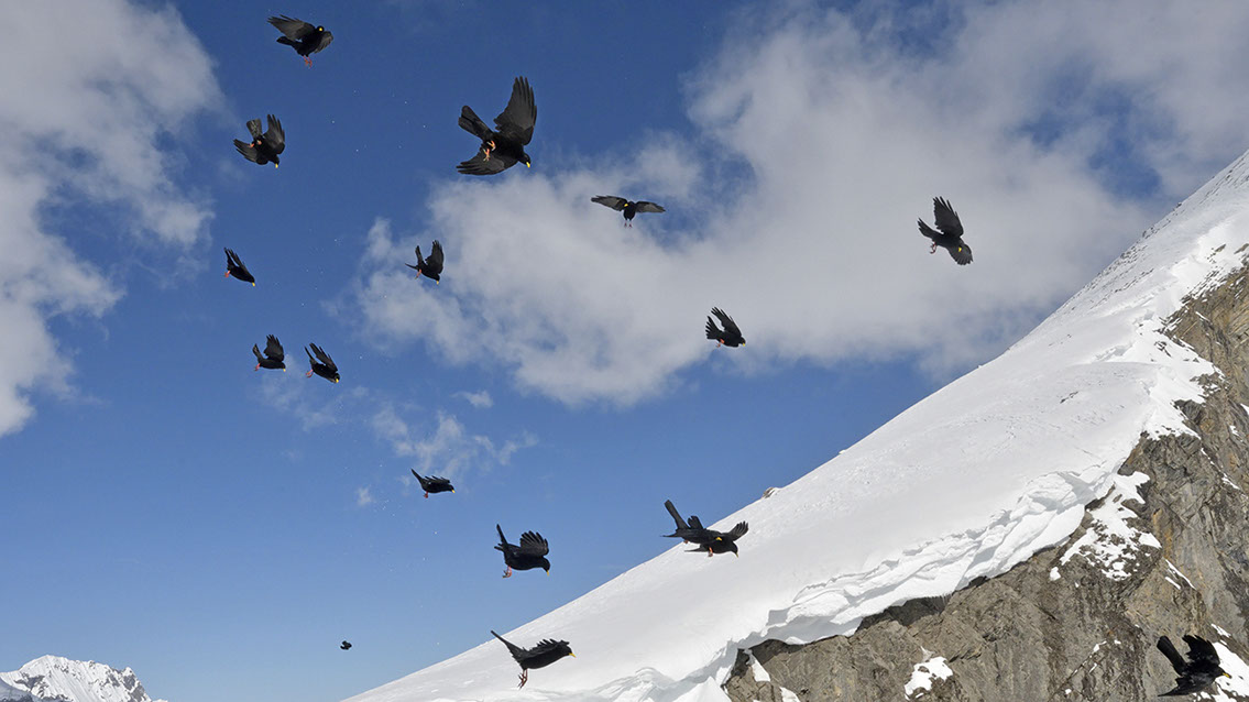 Bartgeier, Gypaète Barbu, Quebrantahuesos, Lämmergeier, Lammergeier, 