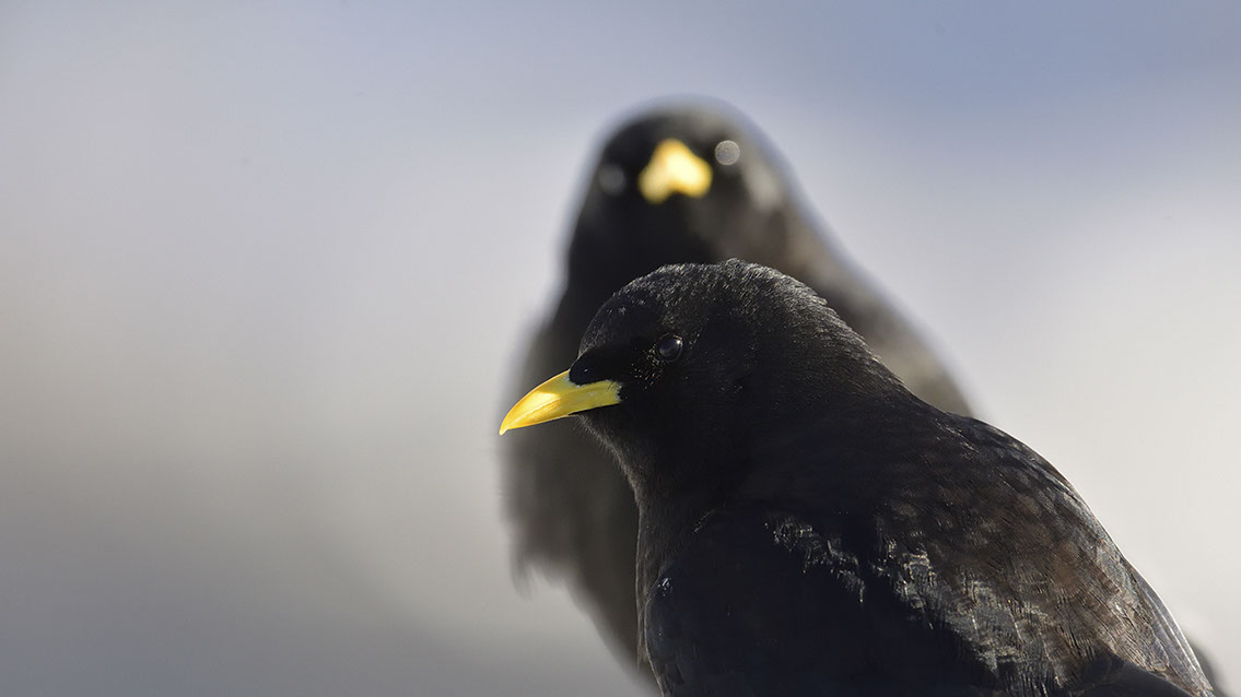 Bartgeier, Gypaète Barbu, Quebrantahuesos, Lämmergeier, Lammergeier, 
