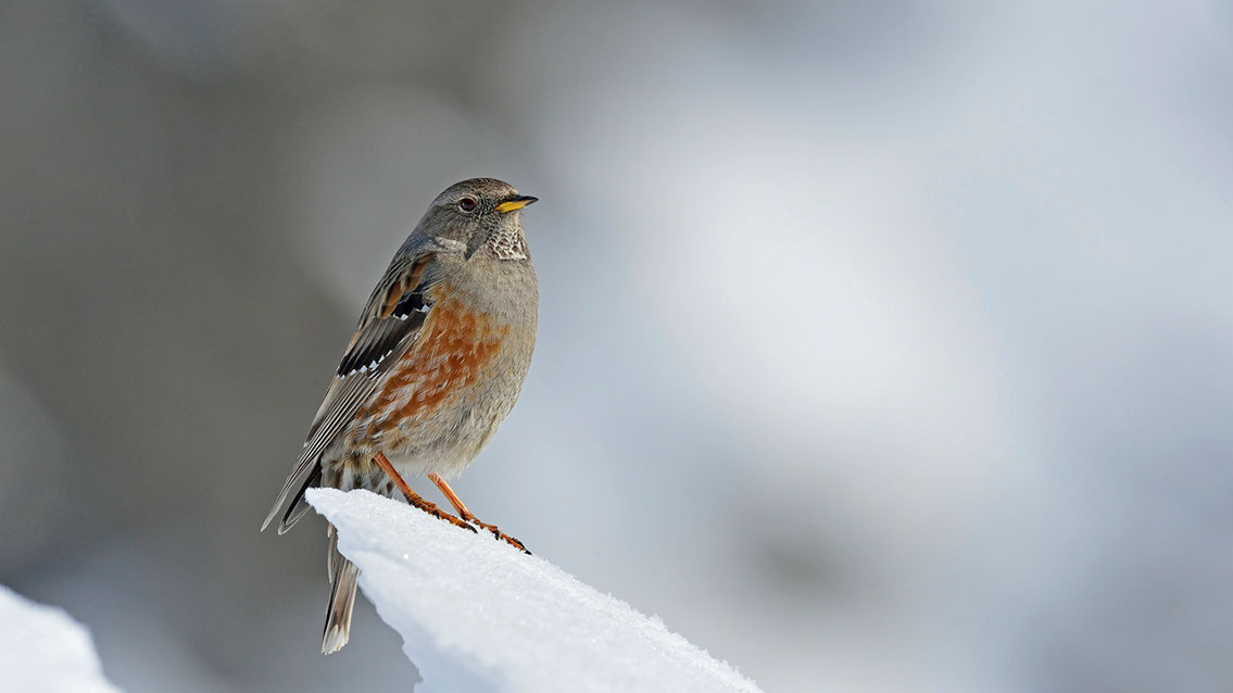 Bartgeier, Gypaète Barbu, Quebrantahuesos, Lämmergeier, Lammergeier, 