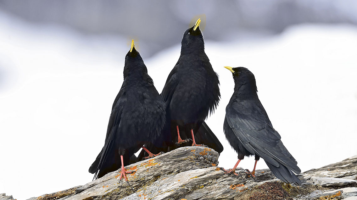 Bartgeier, Gypaète Barbu, Quebrantahuesos, Lämmergeier, Lammergeier, 