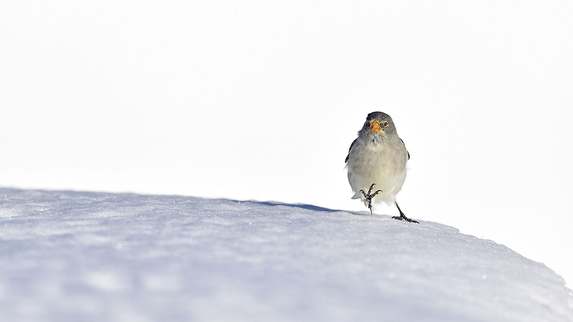 Bartgeier, Gypaète Barbu, Quebrantahuesos, Lämmergeier, Lammergeier, 