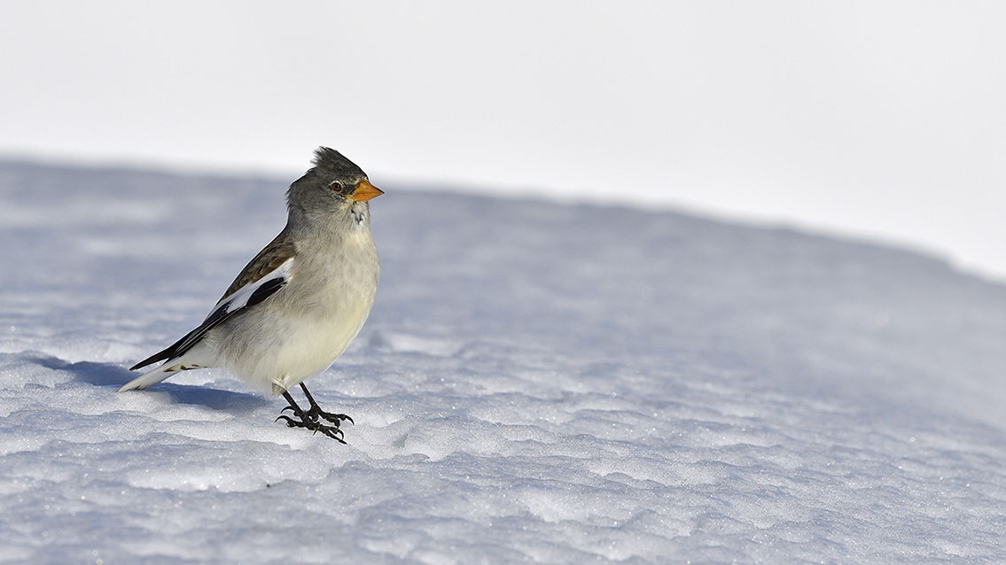 Bartgeier, Gypaète Barbu, Quebrantahuesos, Lämmergeier, Lammergeier, 