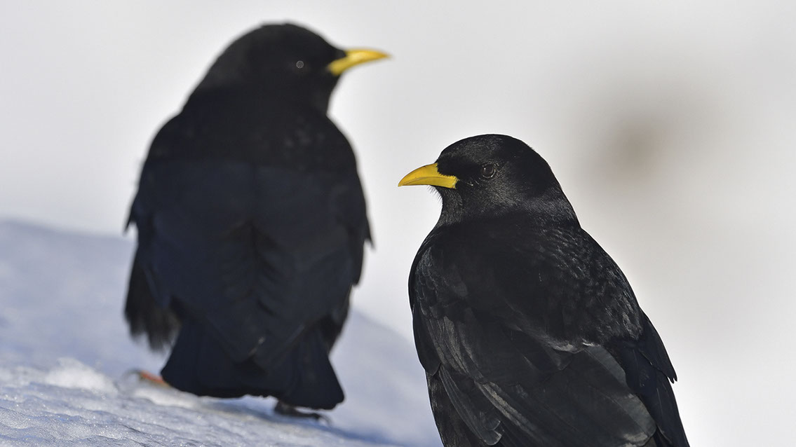 Bartgeier, Gypaète Barbu, Quebrantahuesos, Lämmergeier, Lammergeier, 