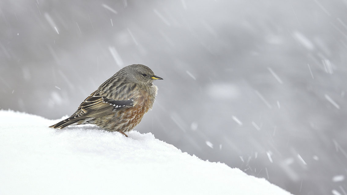 Bartgeier, Gypaète Barbu, Quebrantahuesos, Lämmergeier, Lammergeier, 