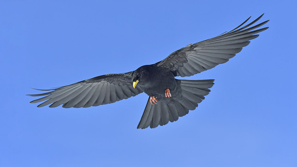 Bartgeier, Gypaète Barbu, Quebrantahuesos, Lämmergeier, Lammergeier, 