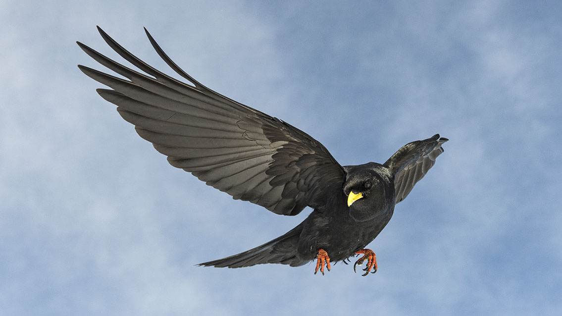 Bartgeier, Gypaète Barbu, Quebrantahuesos, Lämmergeier, Lammergeier, 