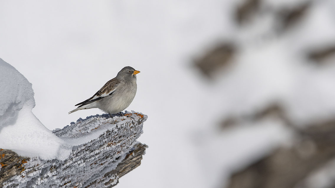Bartgeier, Gypaète Barbu, Quebrantahuesos, Lämmergeier, Lammergeier, 