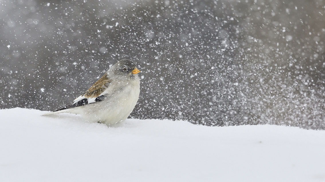 Bartgeier, Gypaète Barbu, Quebrantahuesos, Lämmergeier, Lammergeier, 