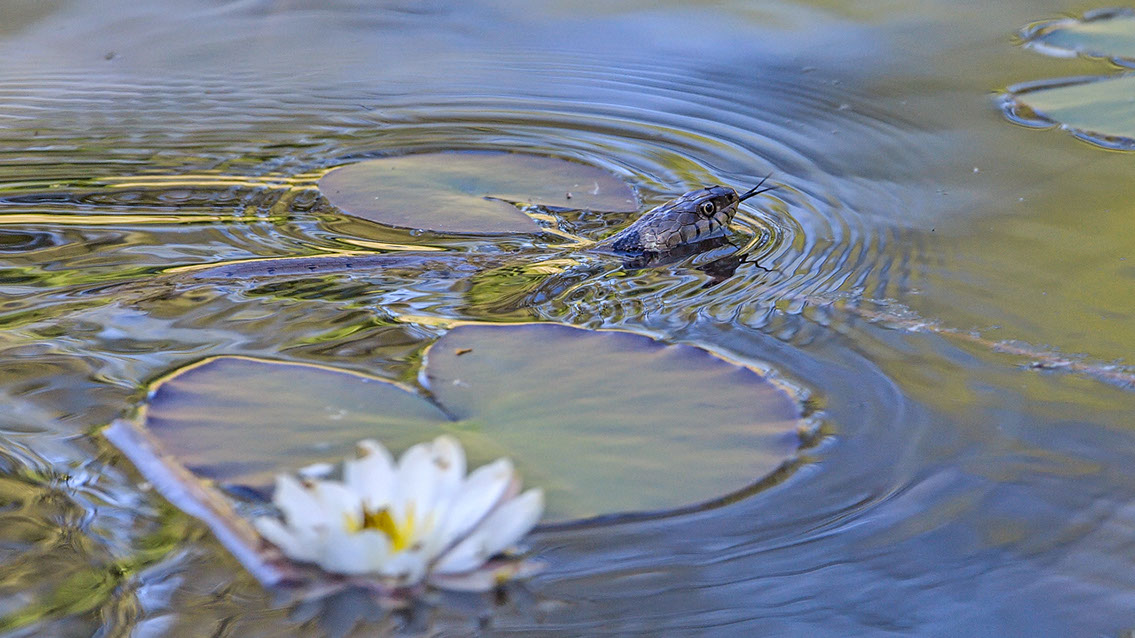 Bartgeier, Gypaète Barbu, Quebrantahuesos, Lämmergeier, Lammergeier, 
