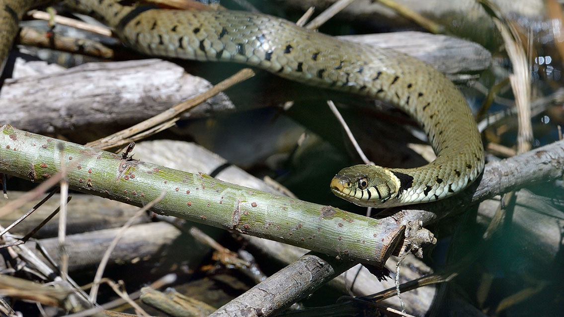 Bartgeier, Gypaète Barbu, Quebrantahuesos, Lämmergeier, Lammergeier, 