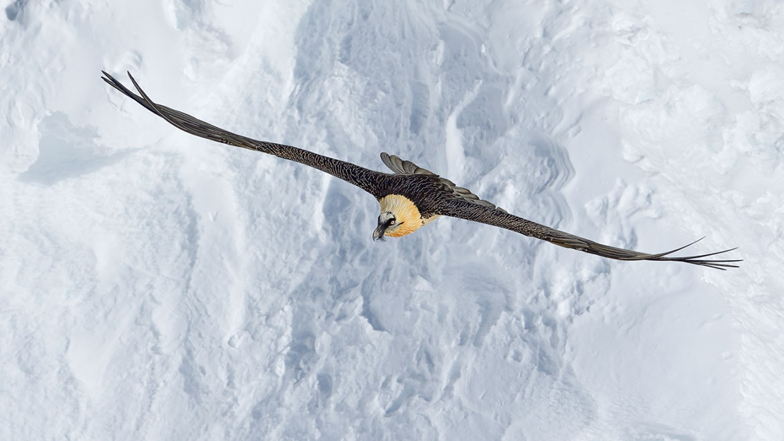 Bartgeier Schweiz Alpen fliegend Adult Gyaéte en vol Lammergeier Bearded Vulture