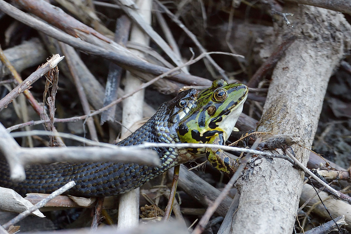 Bartgeier, Gypaète Barbu, Quebrantahuesos, Lämmergeier, Lammergeier, 