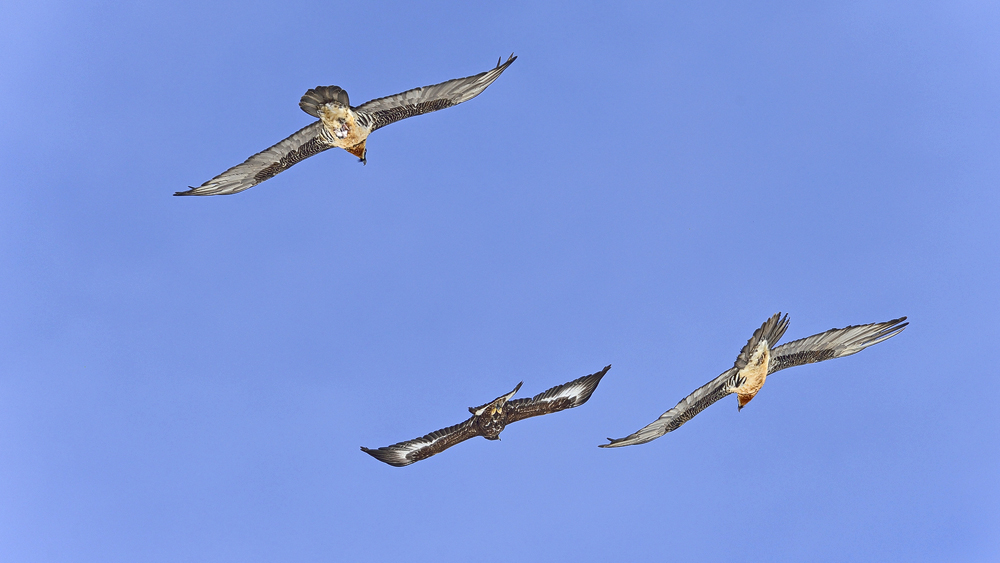 Bartgeier, Gipeto, Lammergeier, Bearded Vulture, Gypaète, Gypaetus barbatus, Steinadler, Golden Eagle,
