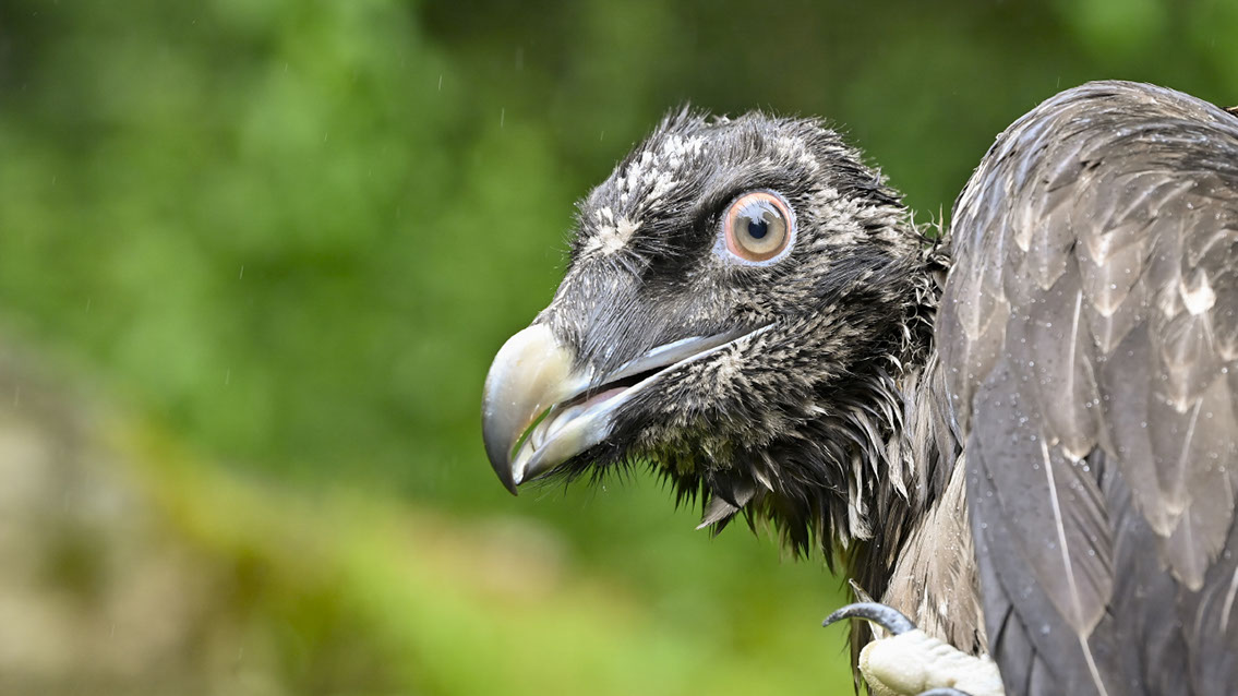 Bartgeier, Gypaète Barbu, Quebrantahuesos, Lämmergeier, Lammergeier, 