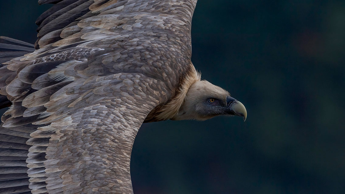 Bartgeier, Gypaète Barbu, Quebrantahuesos, Lämmergeier, Lammergeier, 
