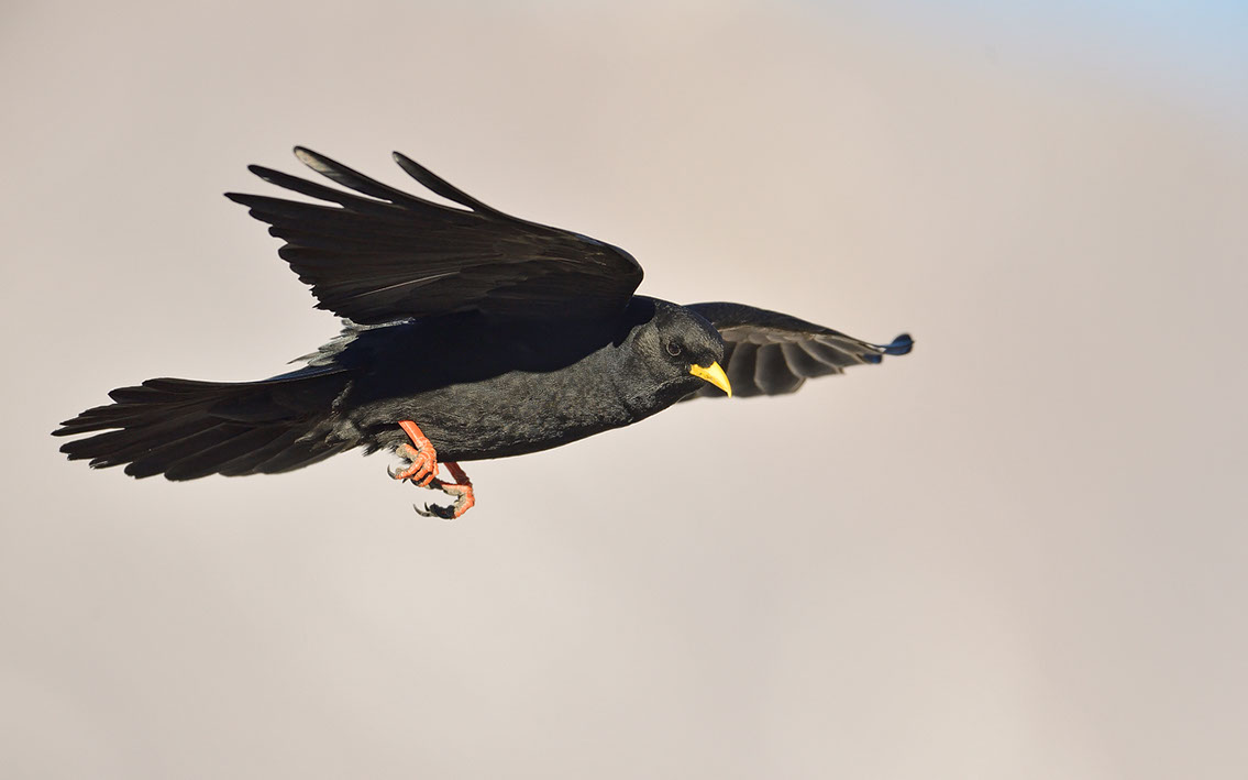 Bartgeier, Gypaète Barbu, Quebrantahuesos, Lämmergeier, Lammergeier, 