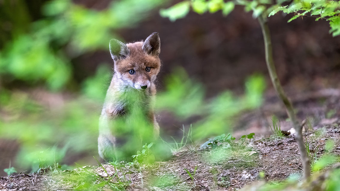 Athene noctua, Steinkauz, Kauz, Little owl