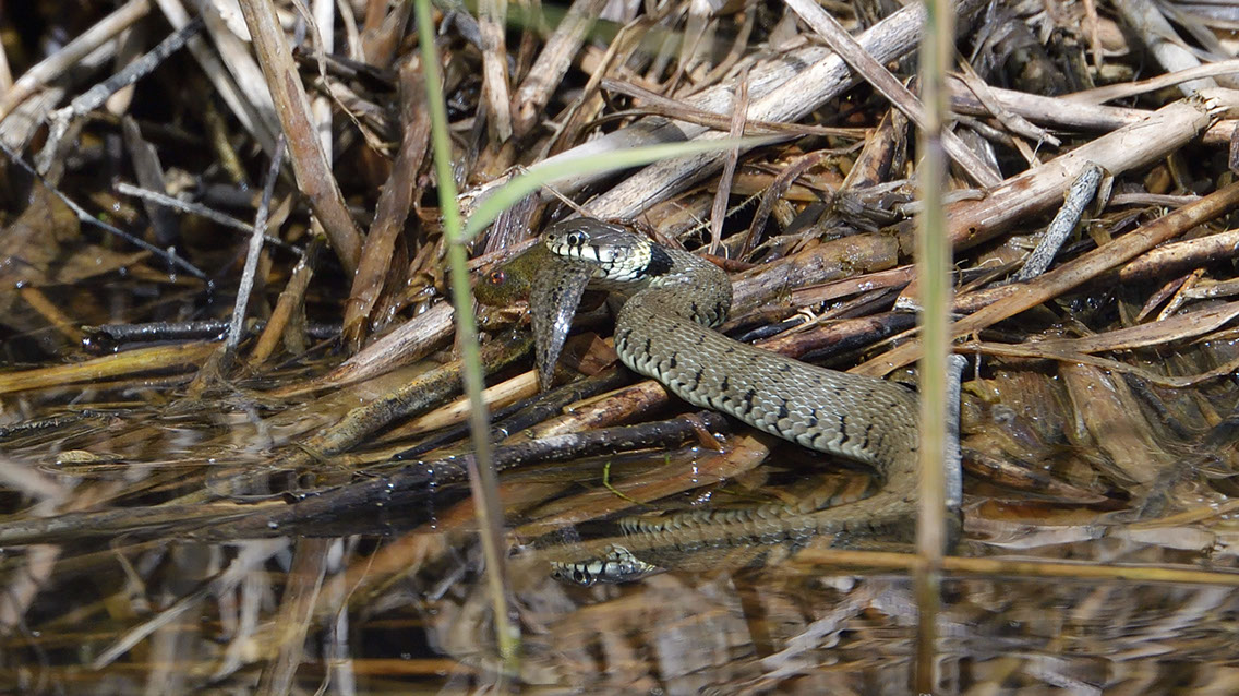 Bartgeier, Gypaète Barbu, Quebrantahuesos, Lämmergeier, Lammergeier, 