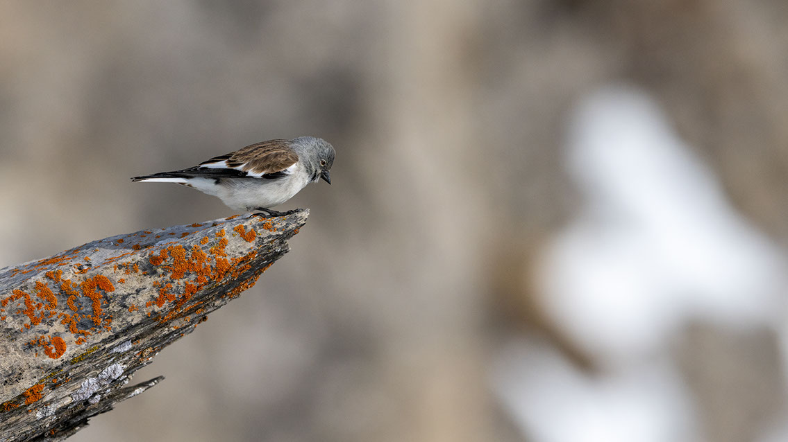 Bartgeier, Gypaète Barbu, Quebrantahuesos, Lämmergeier, Lammergeier, 