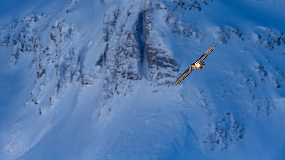 Bartgeier Schweiz Alpen fliegend Adult Gyaéte en vol Lammergeier Bearded Vulture