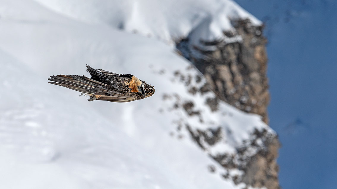 Bartgeier Schweiz Alpen fliegend Adult Gyaéte en vol Lammergeier Bearded Vulture
