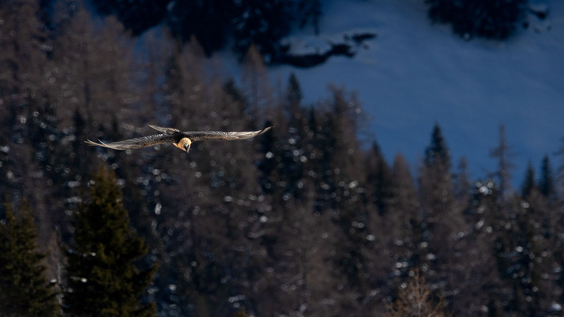 Bartgeier Schweiz Alpen fliegend Adult Gyaéte en vol Lammergeier Bearded Vulture