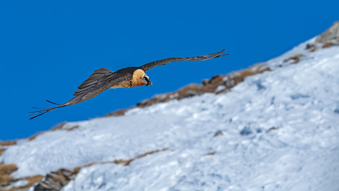 Bartgeier Schweiz Alpen fliegend Adult Gyaéte en vol Lammergeier Bearded Vulture