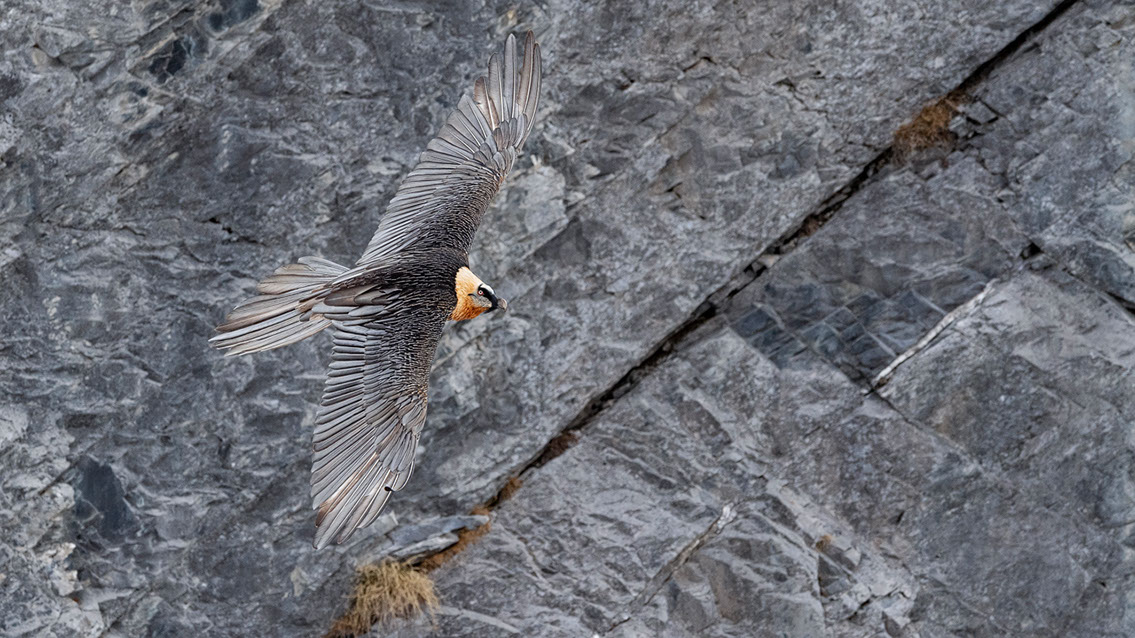 Bartgeier Schweiz Alpen fliegend Adult Gyaéte en vol Lammergeier Bearded Vulture