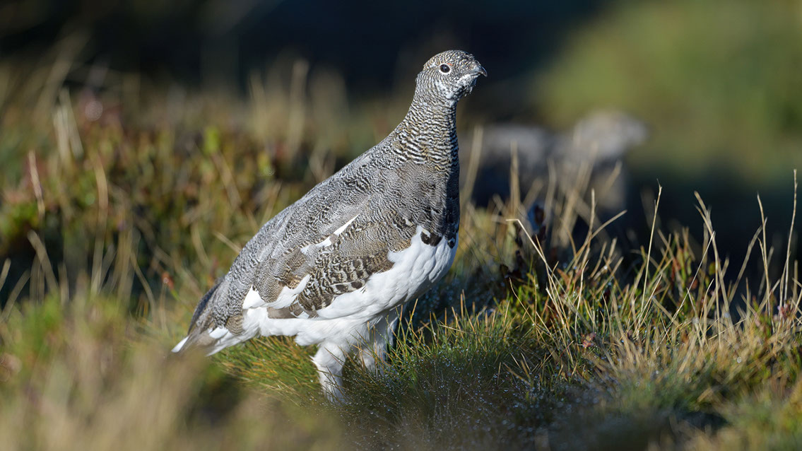 Bartgeier, Gypaète Barbu, Quebrantahuesos, Lämmergeier, Lammergeier, 