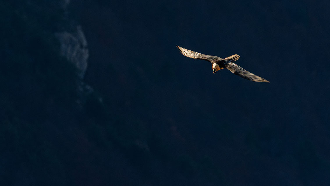 Bartgeier Schweiz Alpen fliegend Adult Gyaéte en vol Lammergeier Bearded Vulture