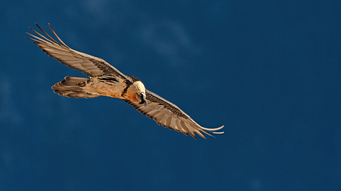 Bartgeier Schweiz Alpen fliegend Adult Gyaéte en vol Lammergeier Bearded Vulture