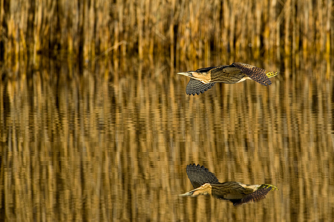 Bartgeier, Gypaète Barbu, Quebrantahuesos, Lämmergeier, Lammergeier, 
