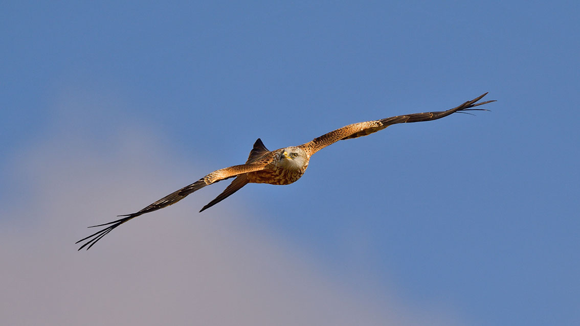 Bartgeier, Gypaète Barbu, Quebrantahuesos, Lämmergeier, Lammergeier, 