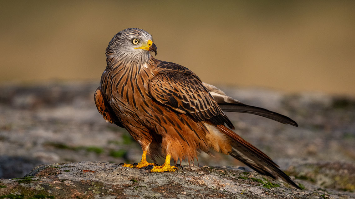 Bartgeier, Gypaète Barbu, Quebrantahuesos, Lämmergeier, Lammergeier, 