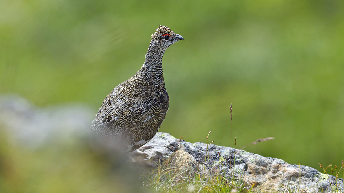 Bartgeier, Gypaète Barbu, Quebrantahuesos, Lämmergeier, Lammergeier, 