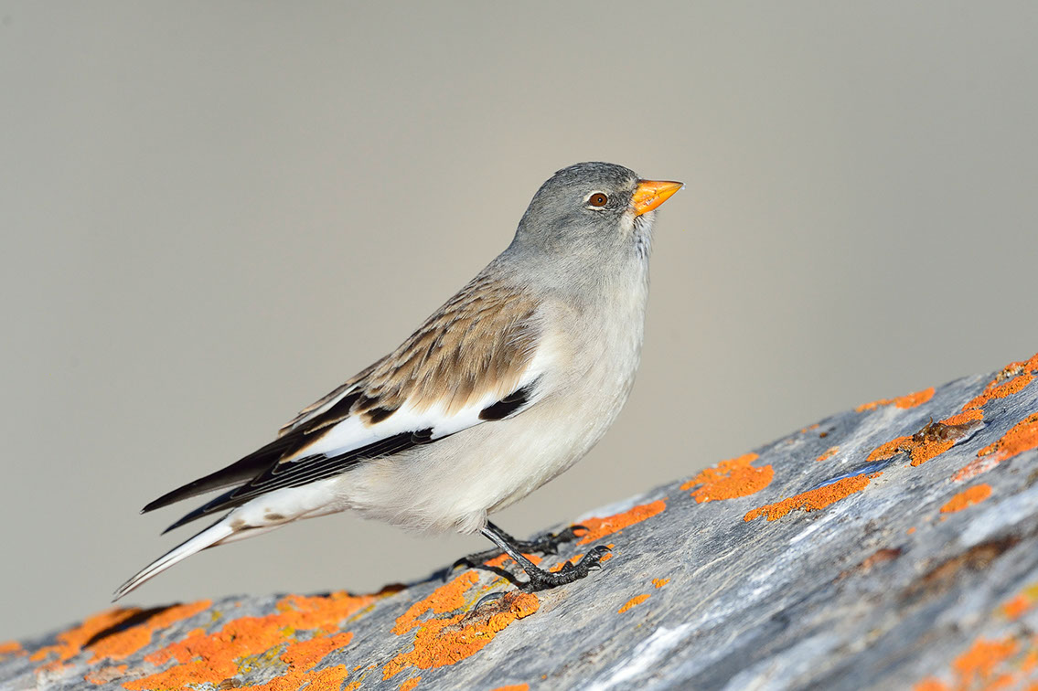 Bartgeier, Gypaète Barbu, Quebrantahuesos, Lämmergeier, Lammergeier, 