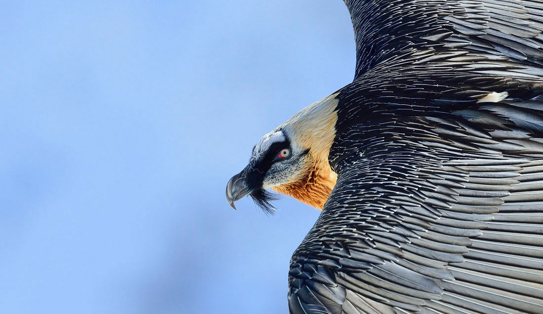 Bartgeier, Gipeto, Lammergeier, Bearded Vulture, Gypaète, Gypaetus barbatus, 